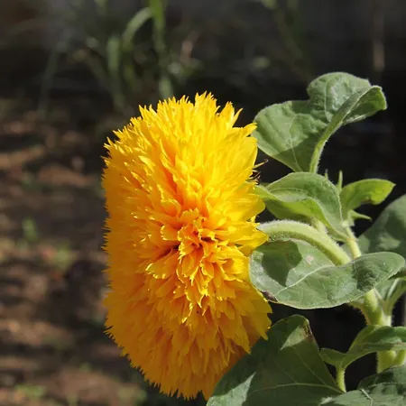 And By The Sea Mrljane, Pasman - 8464 3*